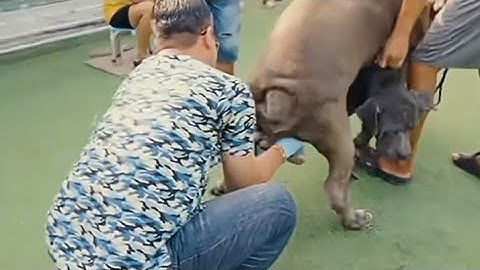 The Shocking Discovery That Made Dog Breeding 100% Successful!#dogartificialinsemination #dogmating