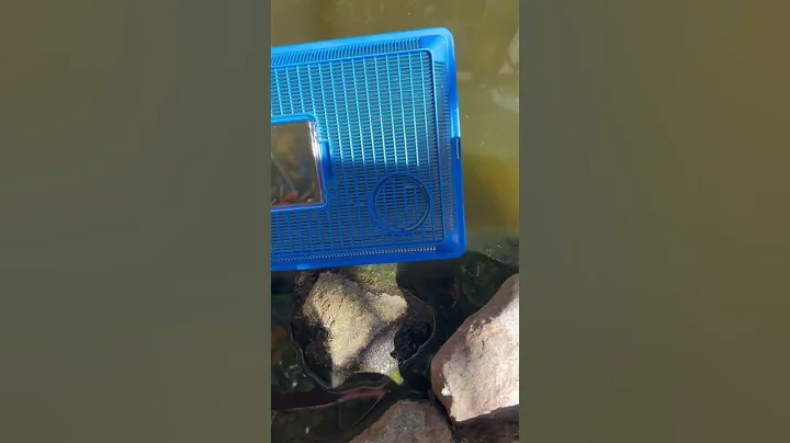 How To Release Baby Koi Into Pond From Holding Tank