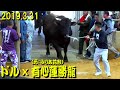 ドル×有心蓮勝龍 (元:みりあ花形)2019.3.31 【沖縄闘牛】