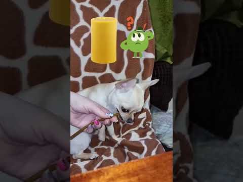 Съела кость ??!! Последствия.
