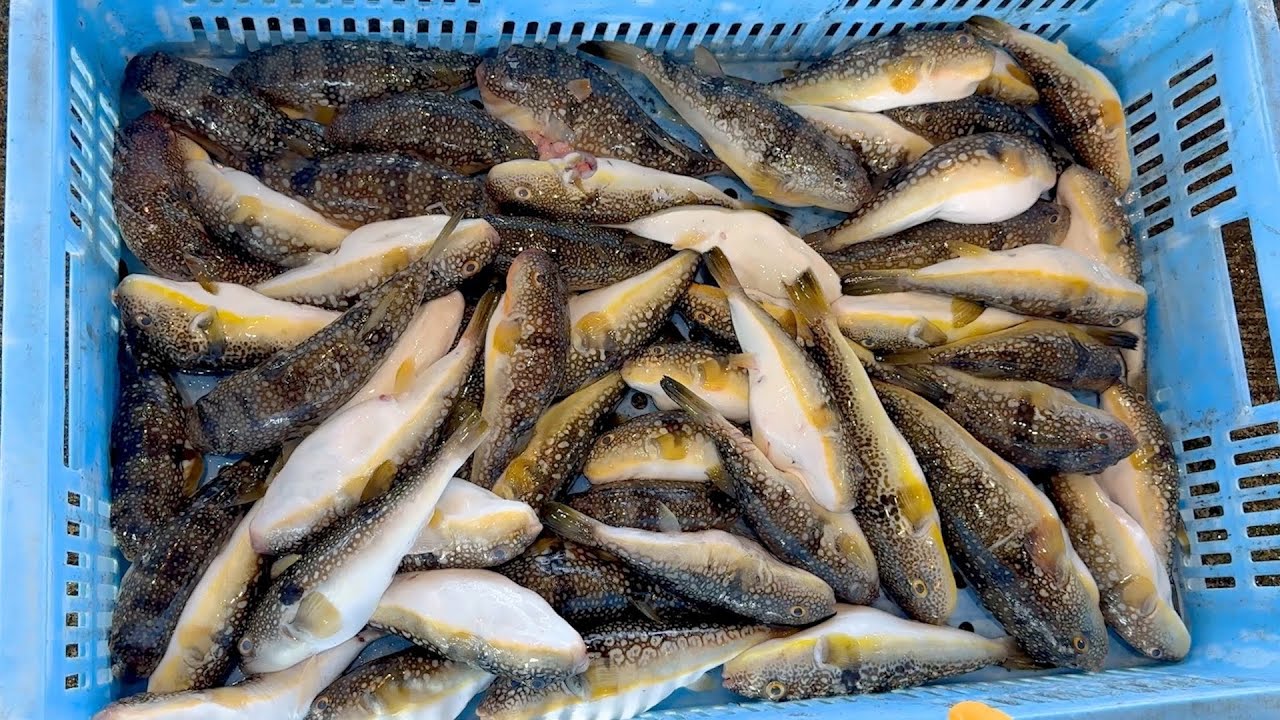 Всего 2500 йен. Как разделать ядовитую рыбу фугу за 50 йен за штуку.