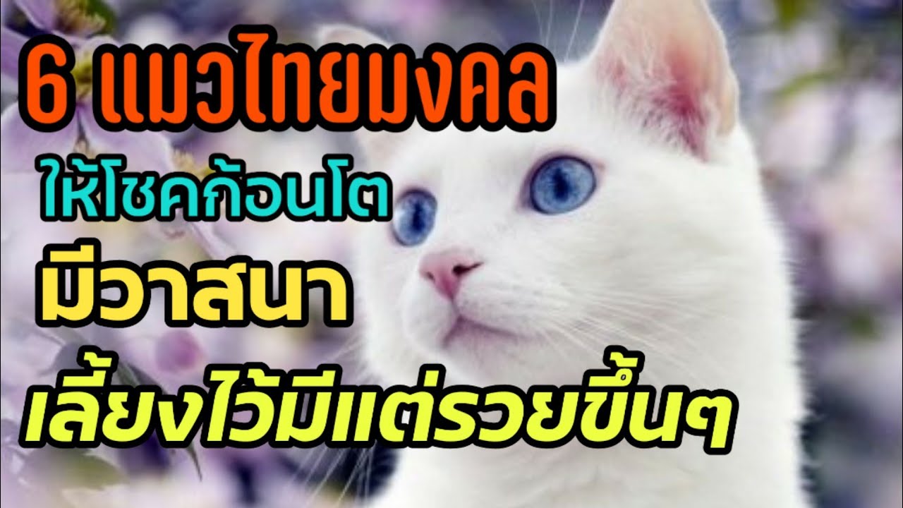 6 แมวไทยมงคล ที่เลี้ยงแล้วมีแต่รวยขึ้นรวยขึ้น ให้โชคลาภ มีวาสนา | Catstory |