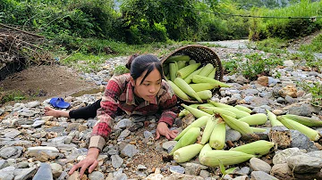Orphaned girl harvests corn to sell at the market, after many days of illness | orphans