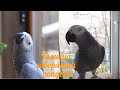 Тимоша говорящий попугай, вид Жако. Подборка видео #10