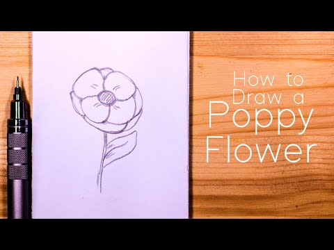 Video: How To Draw A Poppy: Step-by-step Instructions