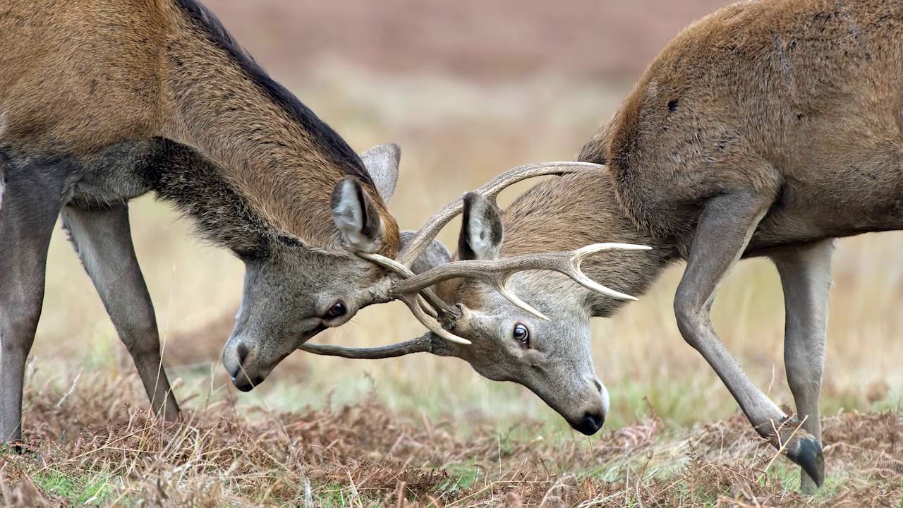 Edelherten - Natuurbeelden in de klas