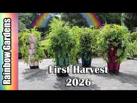 First Big Pepper Harvest 2026, Jalapenos, Red Bells, Much More - Vertical Garden/Greenstalk