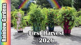 First Big Pepper Harvest 2026 Jalapenos Red Bells Much More - Vertical