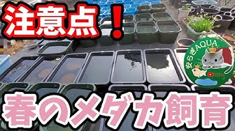 メダカ Youtube