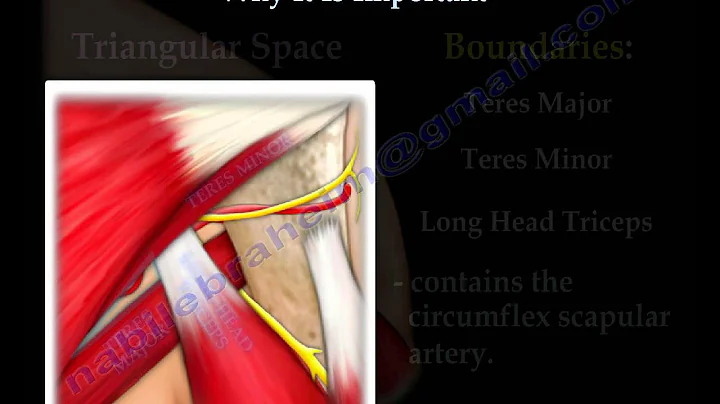 Teres Minor, Why It Is Important - Everything You ...