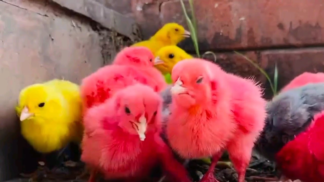 Chicks Slideshow cute chicks playing on the slide part 3#silkychicks#cutting#shortvideo ...
