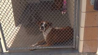 Empty the shelters adoption event extended through Aug. 16