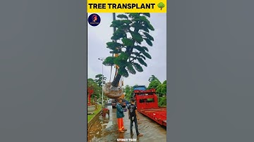 Tree Transplant Technology 🌳 #facts #shorts #youtubeshorts