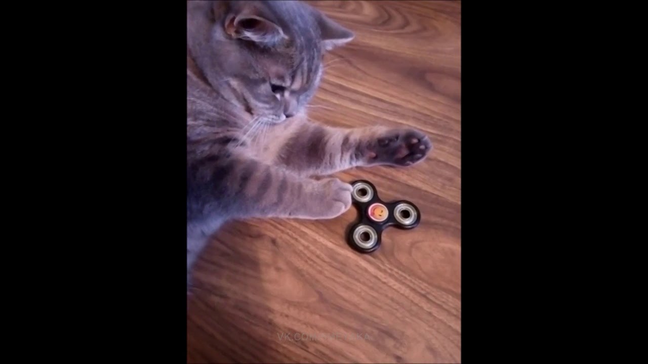 Котик крутится. Кот крутится. Котята крутятся. Кот крутит спиннер. Кот крутит обруч