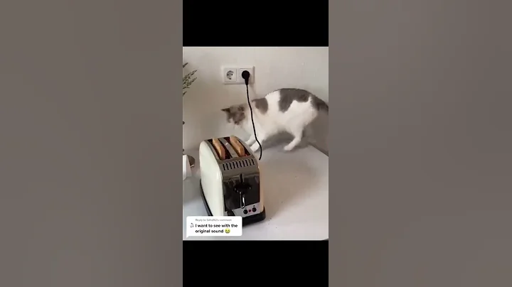 Watch the video about Funny Cats😹and Dogs 🐶 - Awesome Pet Animals Videos 😍 #shorts #2021