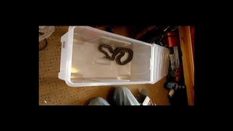 Jungle x Diamond Carpet Python Live Feed