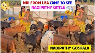 Nri From Usa Came To See Nadipathy Cattle