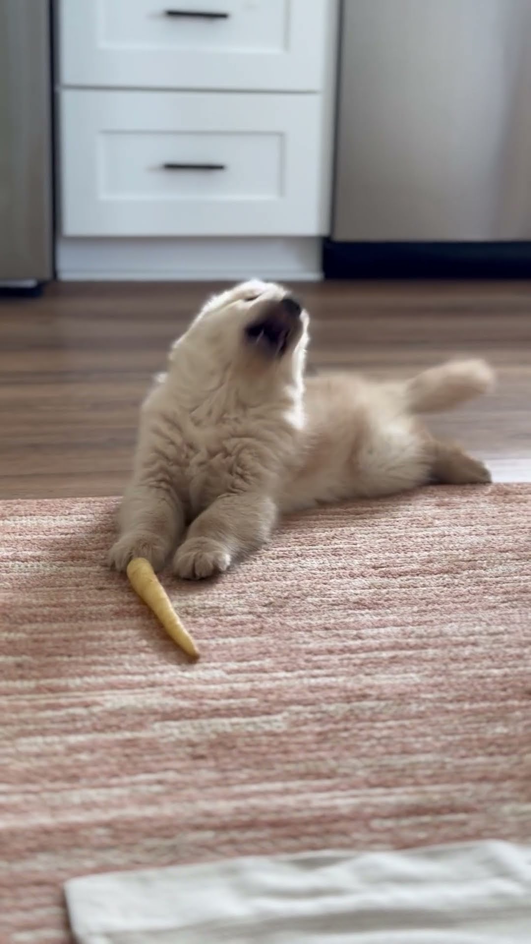 Cannoli The Golden Puppy Versus A Carrot || ViralHog