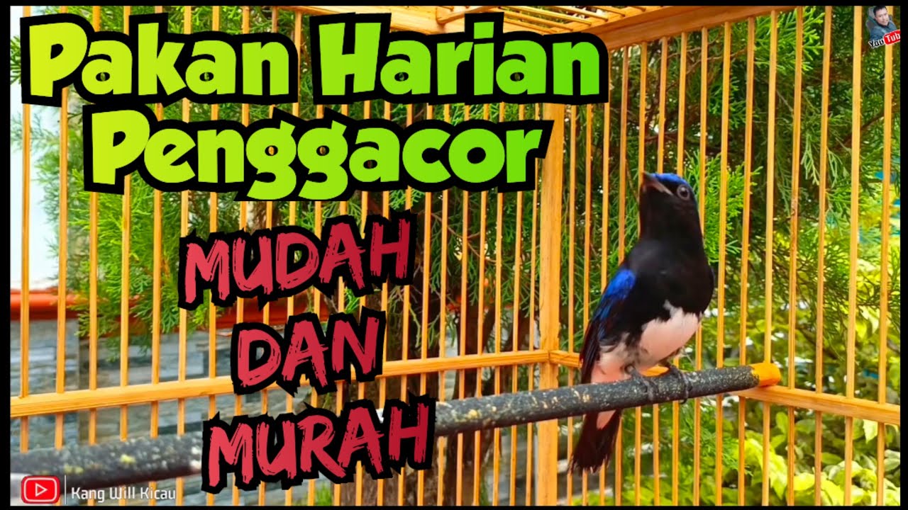 Уход за морскими птицами тледекан, чтобы они быстро щебетали