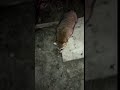 Guy feeds raccoons more in dark