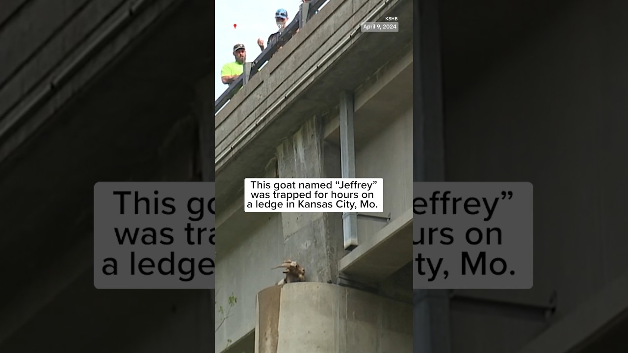 Goat named ‘Jeffrey’ trapped for hours on ledge in Kansas City Goat named ‘Jeffrey’ trapped for hours on ledge in Kansas City
