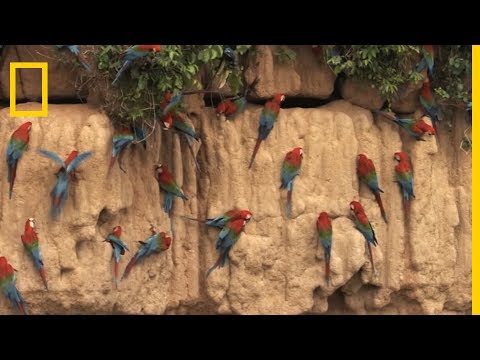 Vidéo: Sénégal Parrot