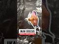 Cantik Tapi Susah Dipelihara - Ikan Discus #ikan #ikandiscus #ikanhias