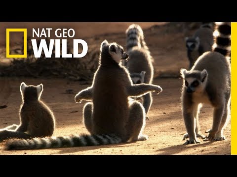 For Ring Tailed Lemurs, the Ladies Rule | Wild Love