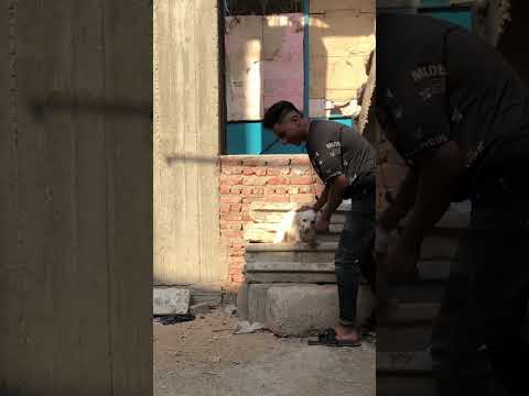 نازله بتتعارك بالموس