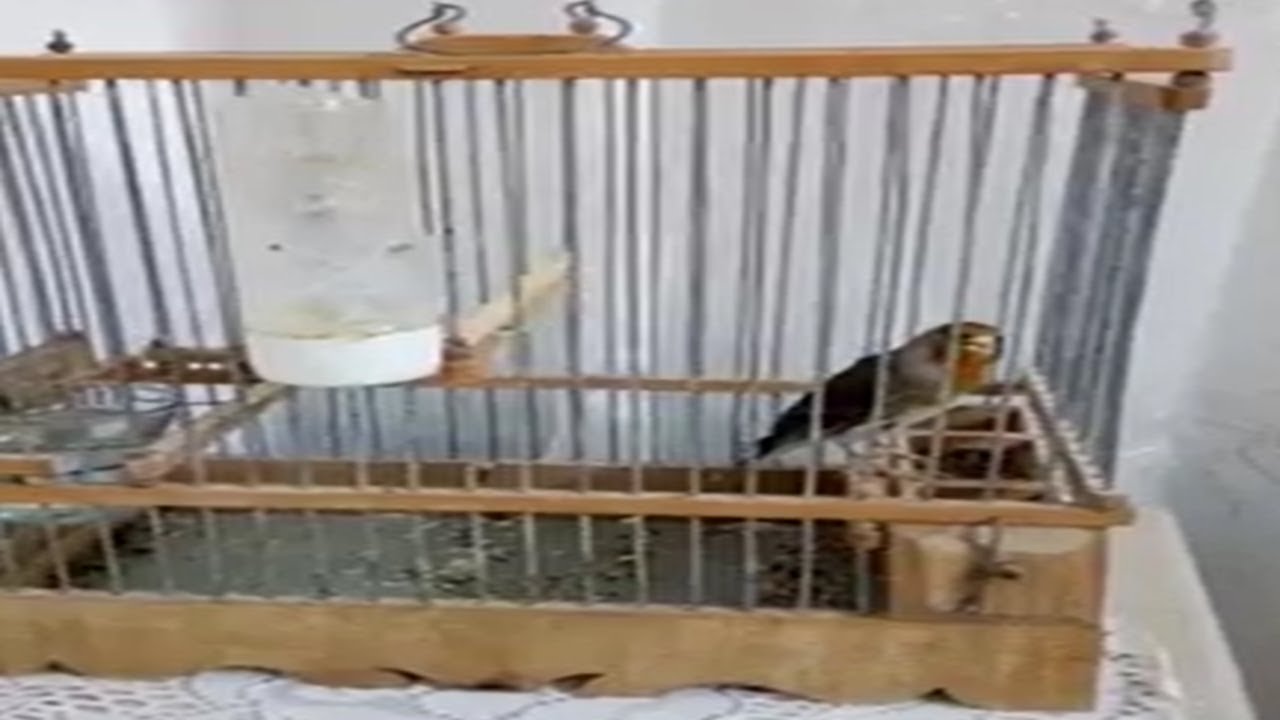 جغل تونسي طرقة غناء صافي ما شاء الله 2020