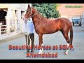 Beautiful Horses at SGVP, Ahmedabad