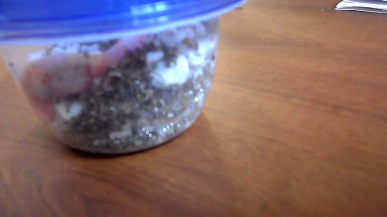 camera iphone 8 plus apk First Hatchling of 2013!