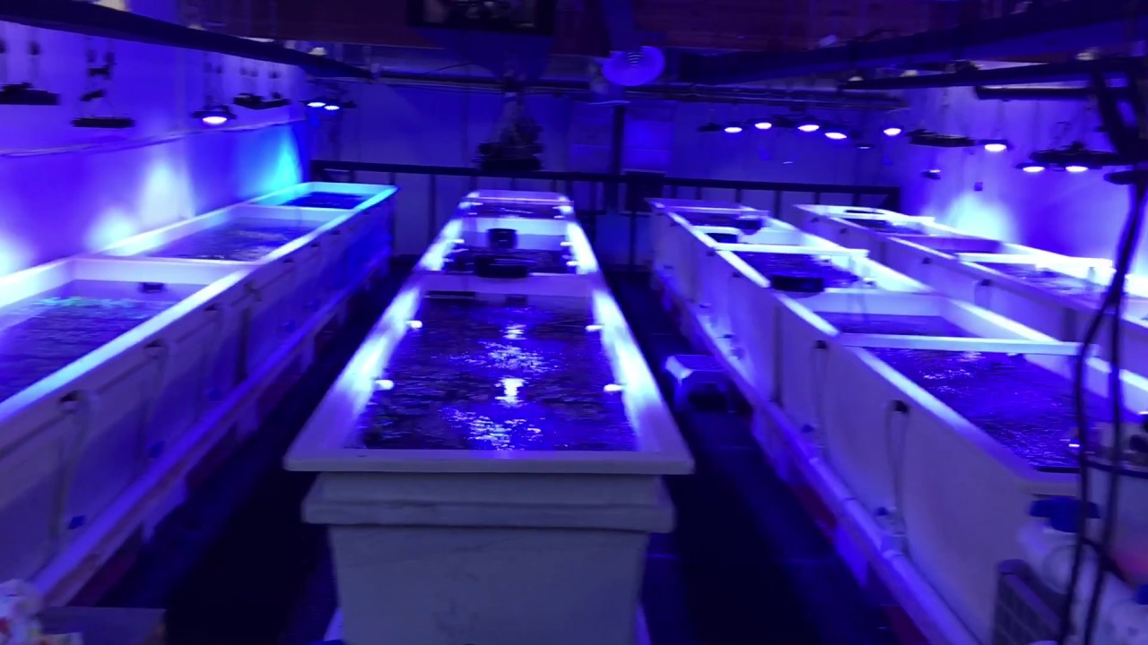 Tour of my local reef shop Aqua SD