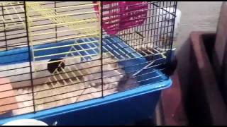 Боня не спит | Утречко | Ускоренное видео | Животные | Боня и Таня Боня не спит | Утречко | Ускоренное видео | Животные | Боня и Таня