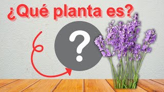 ¡Adivina la Planta Aromática! 🌿 | Desafío de Identificación de Hierbas y Especias