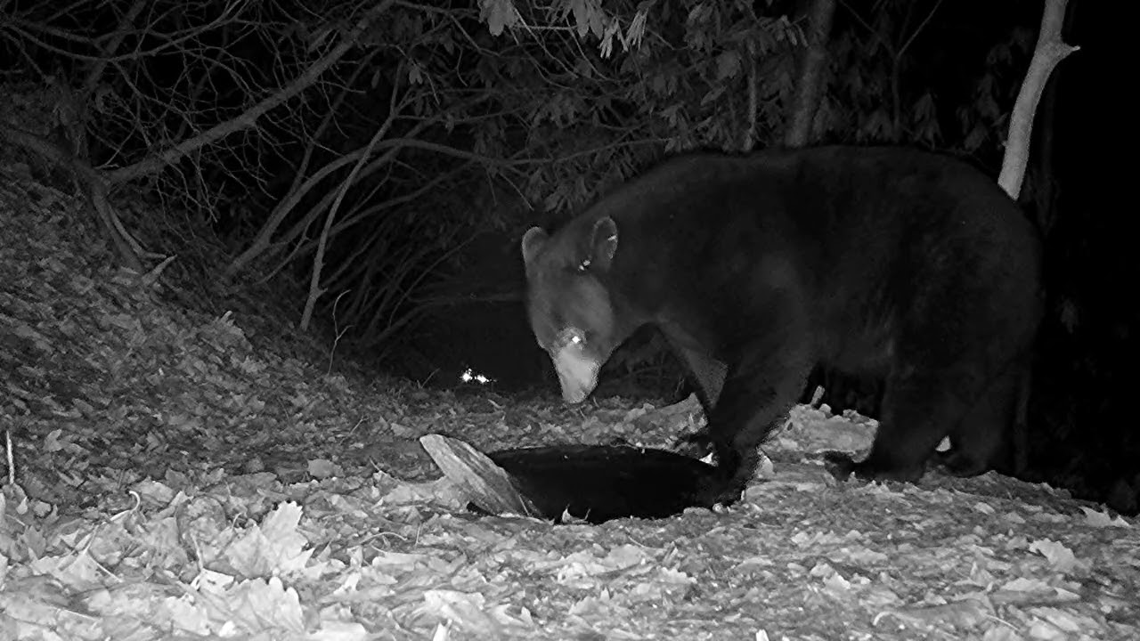 Wildlife reacts to frozen waterholes at Serenity Moss Garden!