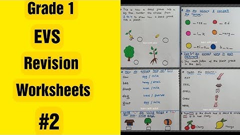 Grade 1 EVS Revision Worksheets #2 | Homeschooling Grade 1 EVS #dailypracticeworksheets #worksheets
