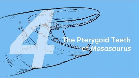 04 The Pterygoid Teeth of Mosasaurus | Join ZHAO Chuang in Drawing Ron the Mosasaurus