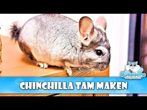 Video: Hoe Voer Je Een Chinchilla?