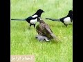 فديو محاولة طائر انقاذ حمامة من مخالب النسر mp3