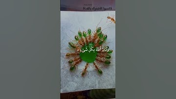 اكتب شيء تؤجر عليه 🩶😴 #القارئ_عبدالرحمن_مسعد #karim_quran_1