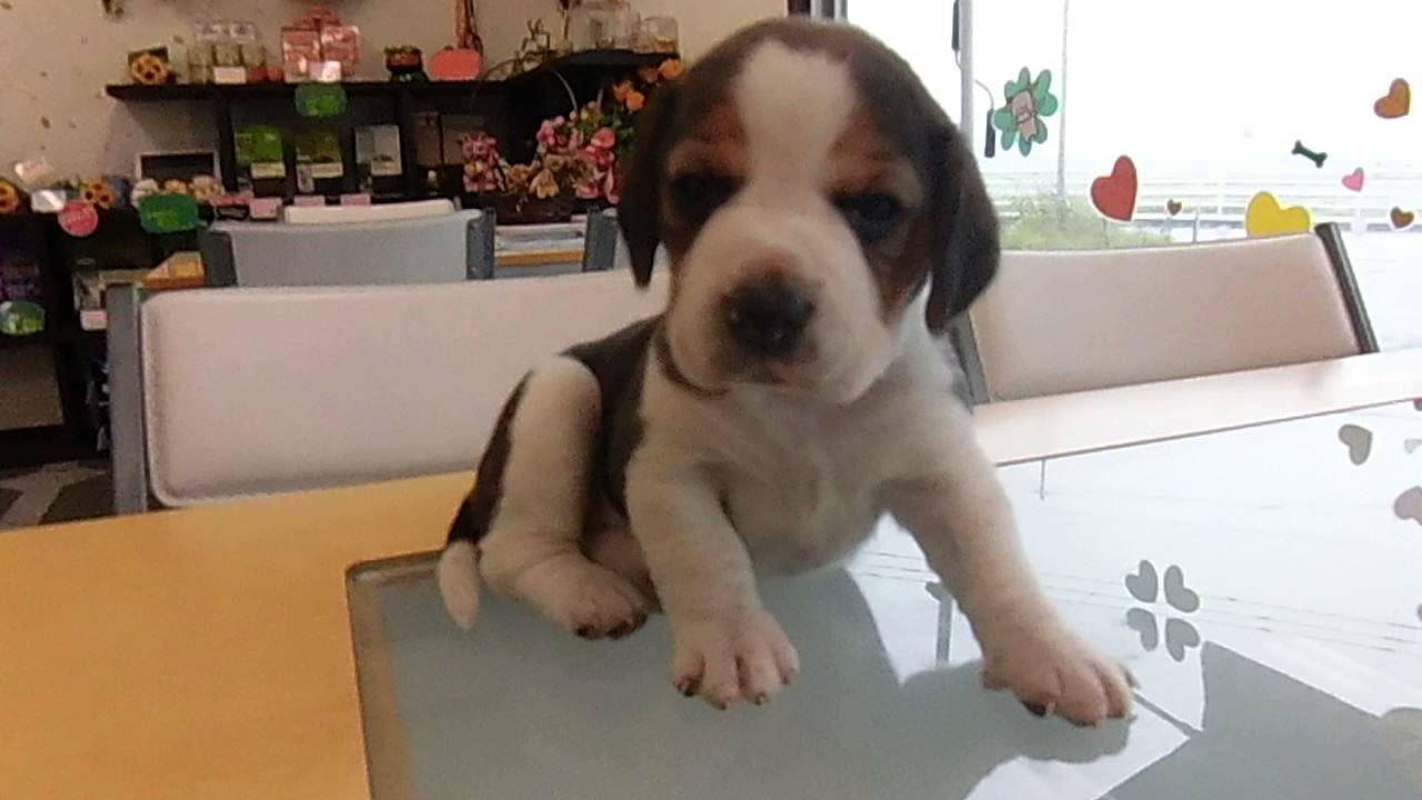 ビーグルの子犬 6月11日(生後27日) 福岡 YouTube