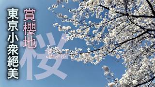 除了上野公園、目黑川，東京原來還可以去這裏賞櫻花！