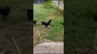 Pure Black Beautiful Roosters & Hens.. شا کالی مرغیاں۔۔۔#elusionoflegends