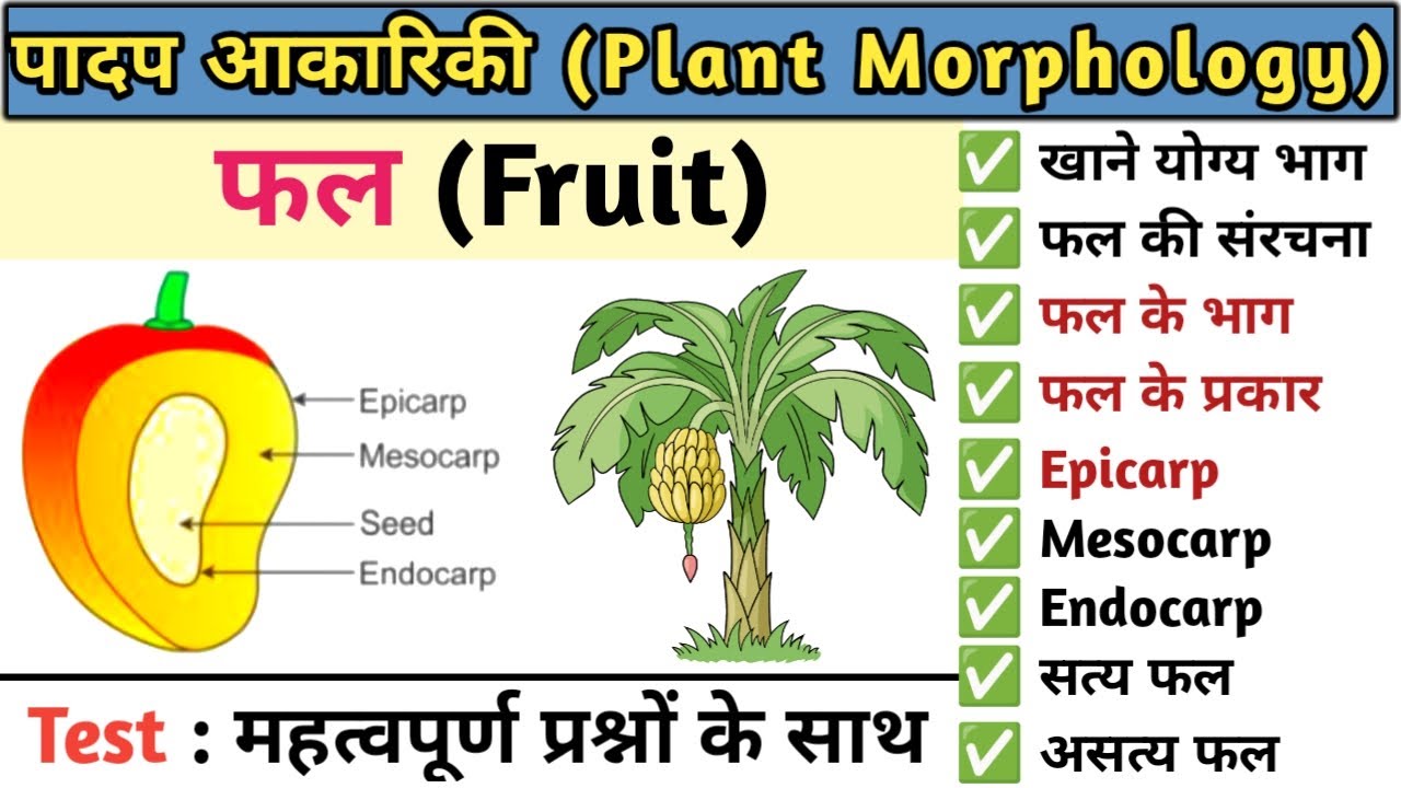 फल (Fruits) | फलों के प्रकार | सत्य फल | असत्य फल | Plant morphology ...