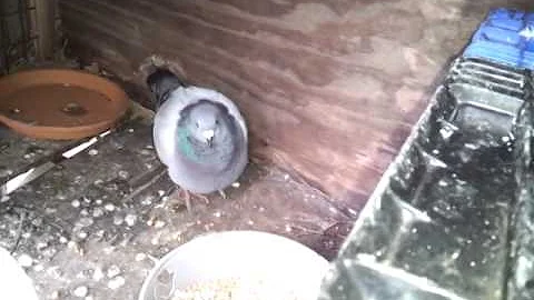 A little update on pigeons and the loft