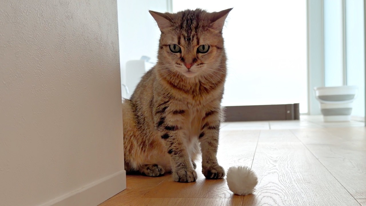 大好きな妹がいないと、ずっと鳴いてしまう猫…