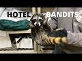 Hotel Bandits | Raccoon Found on 4th Floor of a Hotel