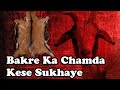 Bakre ka Chamda kese Sukhaye| How to dry Goat Skin | Chamda Sukhana | Animal Skin