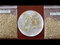 Live: Rice seeds brought back by Chang'e-5 spacecraft grow on Earth – Ep. 11